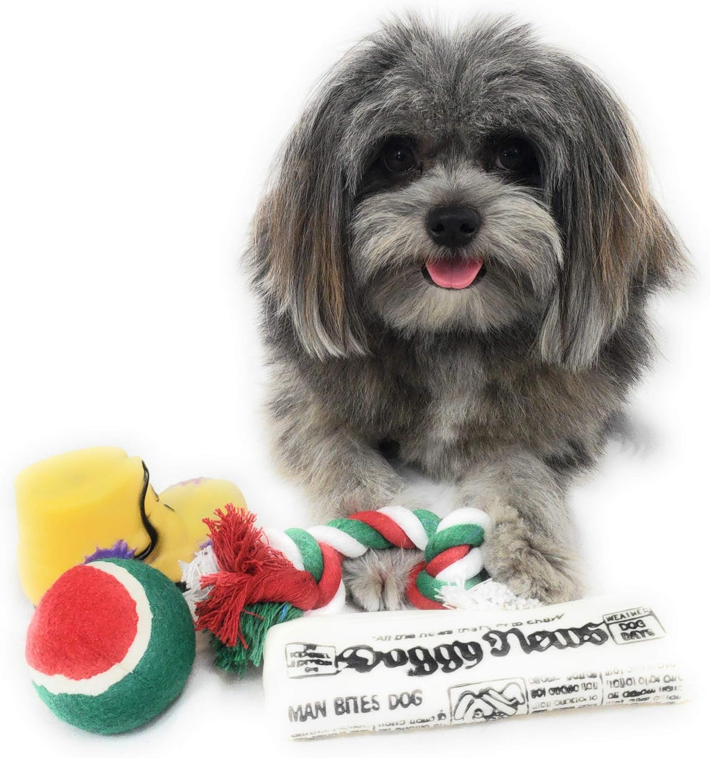 Christmas Dog Stocking Toys. Pack Assorted with Squeaker inside of Newspaper Toy, Squeaky Boot, a Red, Green & White Tennis Ball & Red White & Green Knotted Rope Xmas Toy. Small Medium Large Breeds
