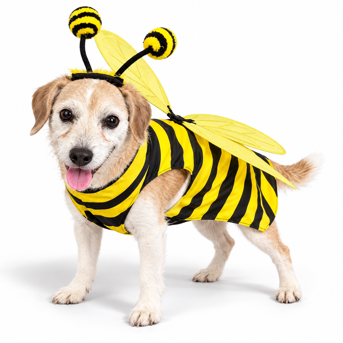 Pet wearing bee costume on white — AI styled from actual product references