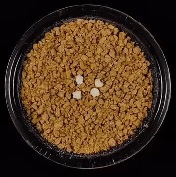 Health Check-In granule color-change demonstration